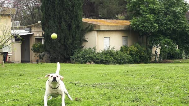 Superzeitlupe eines weißen Hundes, der einen Tennisball fängt — Stockvideo