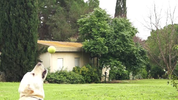 Super cámara lenta de un perro blanco atrapando una pelota de tenis — Vídeos de Stock