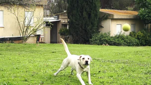 Super slow motion di un cane bianco che cattura una palla da tennis — Video Stock
