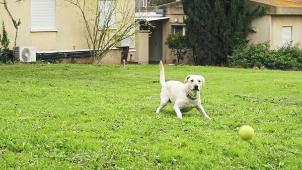 Superzeitlupe eines weißen Hundes, der einen Tennisball fängt — Stockvideo