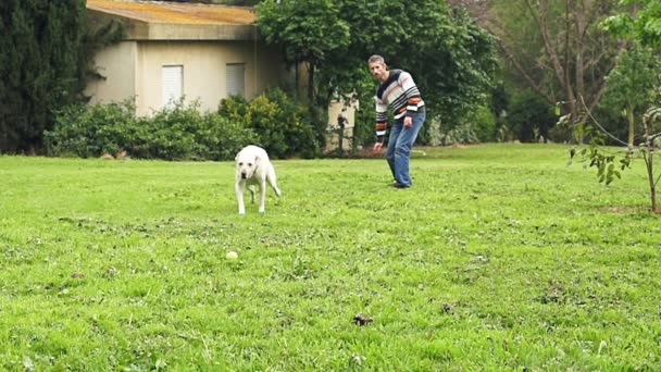 Σούπερ αργή κίνηση ενός λευκού σκύλου πιάνει μια μπάλα του τένις — Αρχείο Βίντεο
