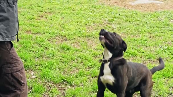 Super slow motion di un cane nero che cattura una palla da tennis — Video Stock