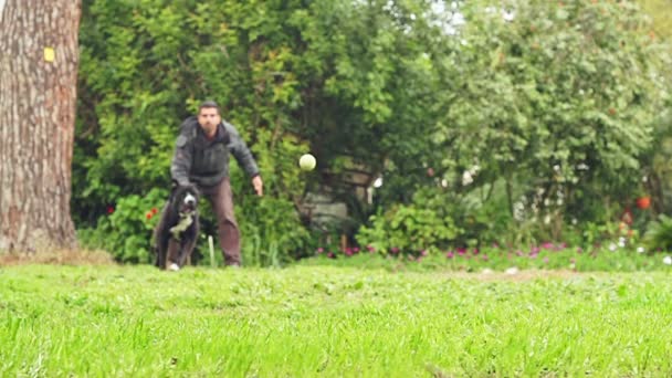 Super slow motion av en svart hund fånga en tennisboll — Stockvideo