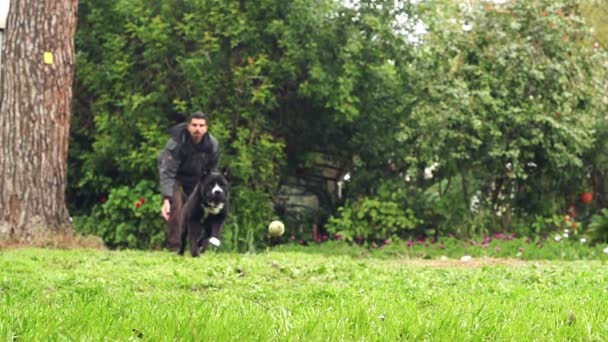 Mouvement super lent d'un chien noir attrapant une balle de tennis — Video