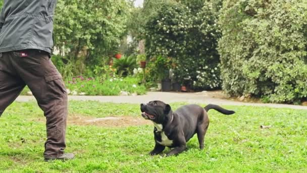 Super slow motion di un cane nero che cattura una palla da tennis — Video Stock