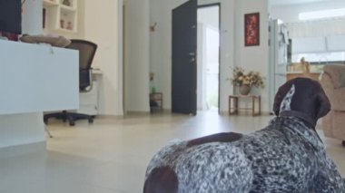 bir evin içinde oturan Alman işaretçi köpek