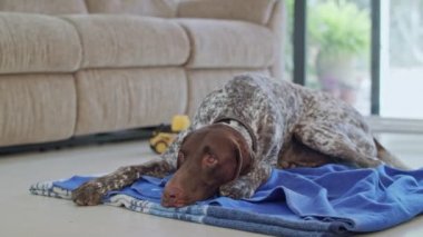 bir evin içinde oturan Alman işaretçi köpek