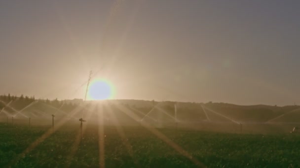 Mouvement lent de nombreux arroseurs à percussion irriguant un champ au coucher du soleil — Video
