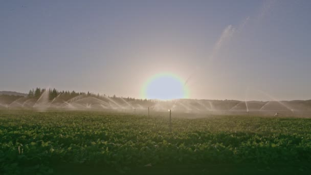 Широкий обзор многих ударных разбрызгивателей, орошающих поле на закате — стоковое видео