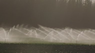 Ağır çekim bir alan gün batımı sırasında sulamak birçok etkisi Sprinkler