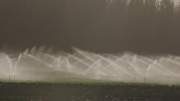 Movimiento lento de muchos aspersores de impacto que irrigan un campo durante la puesta del sol — Vídeos de Stock