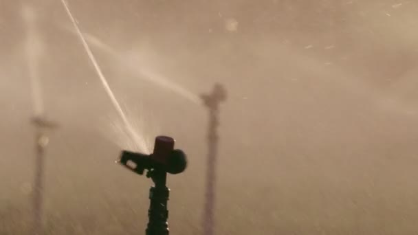 Zpomalený pohyb mnoha dopad sprinklery zavlažování pole při západu slunce — Stock video
