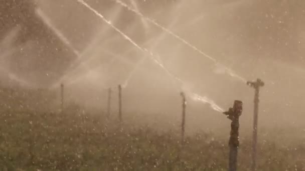日落时分许多冲击洒水车灌溉场地的慢动作 — 图库视频影像