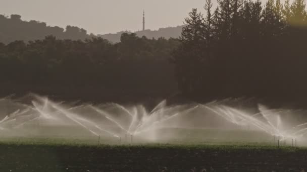 Movimento lento de muitos aspersores de impacto que irrigam um campo durante o pôr do sol — Vídeo de Stock