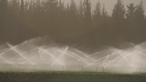 Slow motion van vele gevolgen sprinklers irrigatie van een veld tijdens zonsondergang — Stockvideo