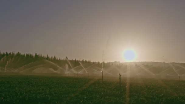 Bred bild av många inverkan sprinkler bevattning ett fält under solnedgången — Stockvideo