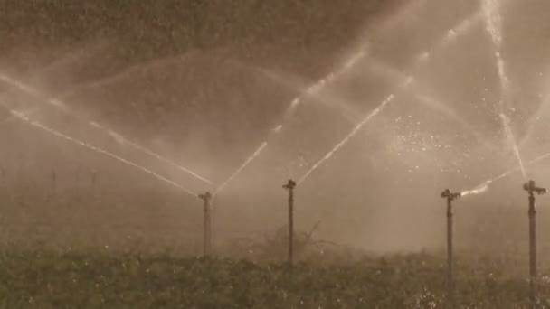 Movimento lento di molti irrigatori a impatto irrigazione di un campo durante il tramonto — Video Stock