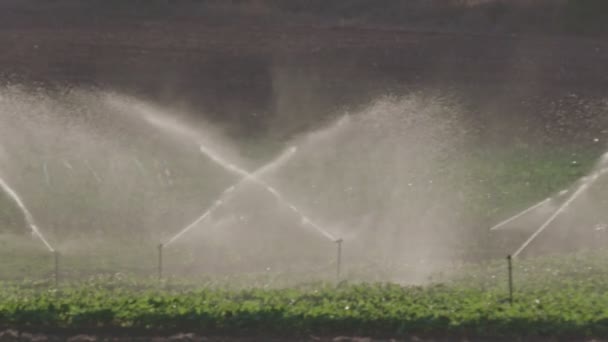 Slow motion van vele gevolgen sprinklers irrigatie van een veld tijdens zonsondergang — Stockvideo