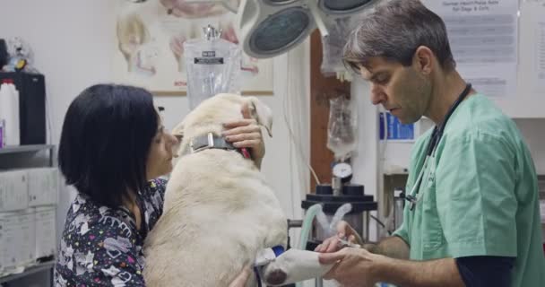 Cirurgia veterinária - Veterinário verificando um cão branco em uma clínica de animais de estimação — Vídeo de Stock