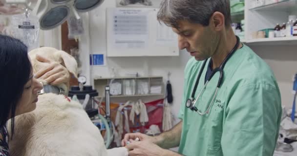 Veterinär kirurgi - veterinär kontroll en vit hund i en sällskapsdjur klinik — Stockvideo