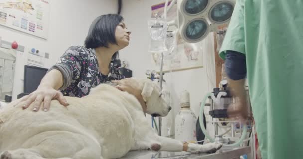 Operasi dokter hewan - dokter hewan memeriksa anjing putih di klinik hewan peliharaan — Stok Video