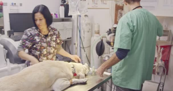 Cirurgia veterinária - Veterinário operando um cão branco em uma clínica de animais de estimação — Vídeo de Stock