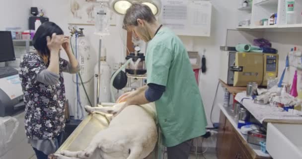 Dokter hewan - dokter hewan yang mengoperasikan anjing putih di sebuah klinik hewan peliharaan — Stok Video