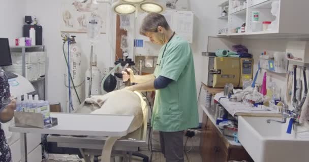 Veterinário Seu Assistente Operando Cão Uma Clínica Animais Estimação — Vídeo de Stock