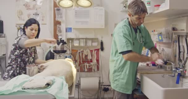 Veterinär kirurgi - veterinär som verkar en vit hund i en sällskapsdjur klinik — Stockvideo