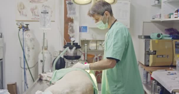 Veterinaire chirurgie - dierenarts die een witte hond in een huisdier kliniek — Stockvideo