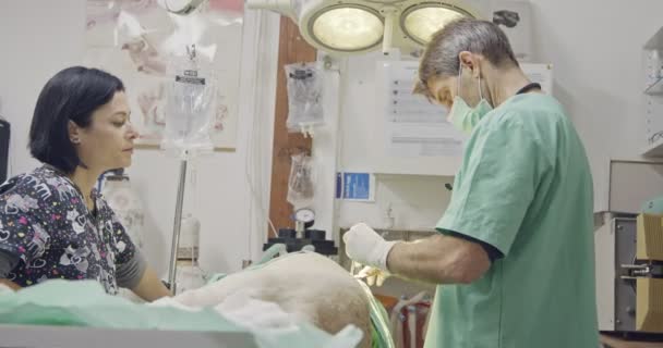 Veterinär kirurgi - veterinär som verkar en vit hund i en sällskapsdjur klinik — Stockvideo