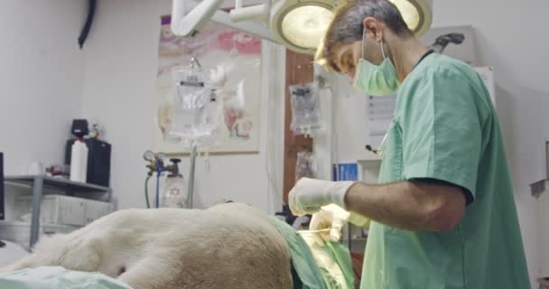 Chirurgie vétérinaire - vétérinaire opérant un chien blanc dans une clinique pour animaux de compagnie — Video