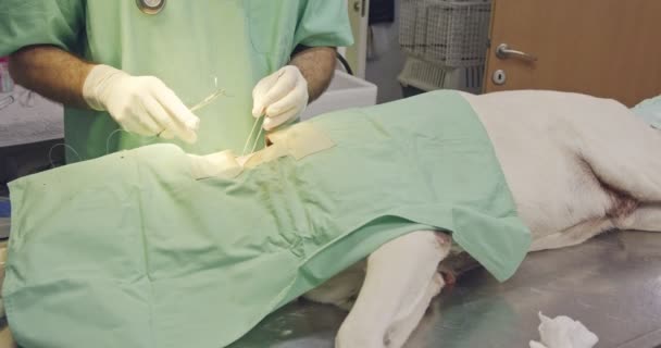 Veteriner Cerrahi - beyaz bir köpek evde beslenen hayvan kliniği işletim veteriner — Stok video