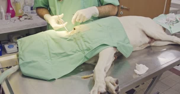 Cirugía veterinaria - Veterinario que opera un perro blanco en una clínica de mascotas — Vídeo de stock