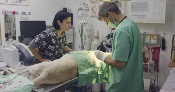 Tierarzt Und Sein Assistent Operieren Einen Hund Einer Tierklinik — Stockvideo