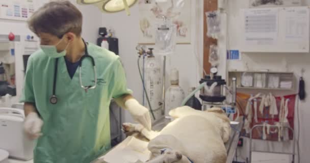Ветеринарная хирургия - ветеринар, оперирующий белую собаку в зооклинике — стоковое видео