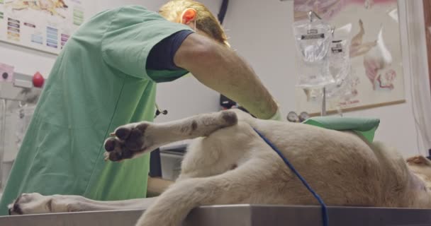 Cirurgia veterinária - Veterinário operando um cão branco em uma clínica de animais de estimação — Vídeo de Stock