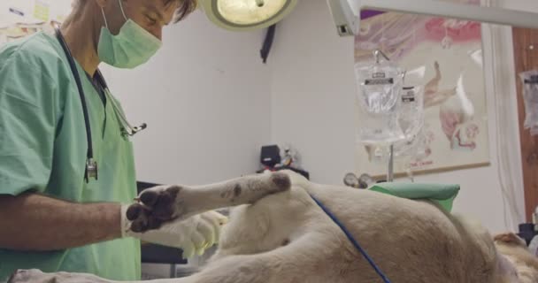 Veterinär kirurgi - veterinär som verkar en vit hund i en sällskapsdjur klinik — Stockvideo