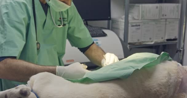 Veterinaire chirurgie - dierenarts die een witte hond in een huisdier kliniek — Stockvideo