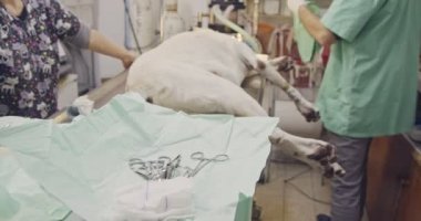 Veteriner Cerrahi - beyaz bir köpek evde beslenen hayvan kliniği işletim veteriner