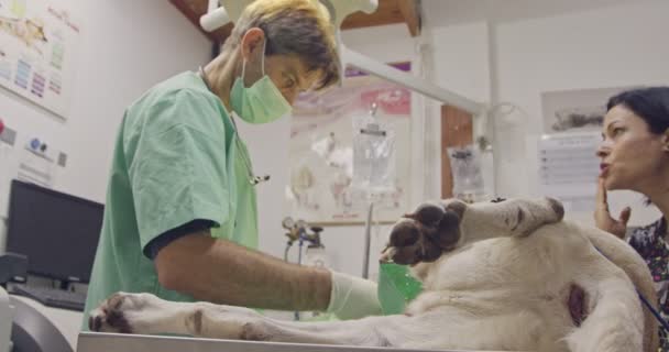 Veterinaire chirurgie - dierenarts die een witte hond in een huisdier kliniek — Stockvideo