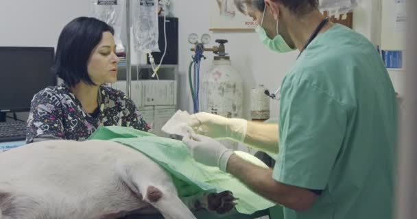 Veterinaire chirurgie - dierenarts die een witte hond in een huisdier kliniek — Stockvideo