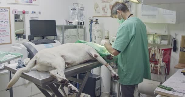 Cirurgia veterinária - Veterinário operando um cão branco em uma clínica de animais de estimação — Vídeo de Stock