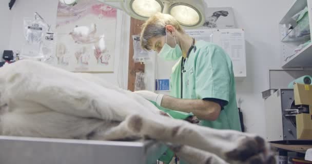 Cirugía veterinaria - Veterinario que opera un perro blanco en una clínica de mascotas — Vídeos de Stock