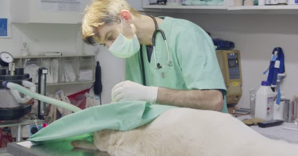 Veterinární chirurgii - veterinárním lékařem pracujícím bílého psa v zájmovém klinice — Stock video