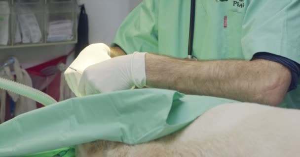 Κτηνιατρική χειρουργικής - κτηνίατρο που ασκεί ένα λευκό σκυλί σε μια κλινική κατοικίδιων ζώων — Αρχείο Βίντεο