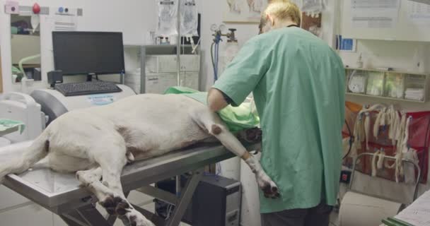 Κτηνιατρική χειρουργικής - κτηνίατρο που ασκεί ένα λευκό σκυλί σε μια κλινική κατοικίδιων ζώων — Αρχείο Βίντεο