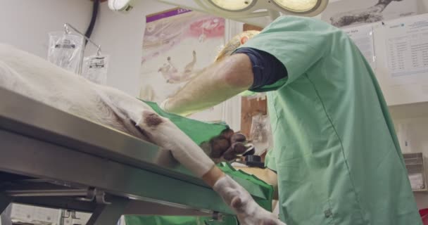 Veterinární chirurgii - veterinárním lékařem pracujícím bílého psa v zájmovém klinice — Stock video