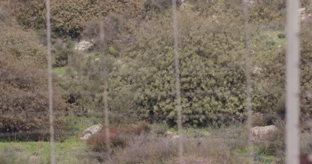 Borderhekje tussen Israël en Libanon. prikkeldraad en elektronische omheining. — Stockvideo