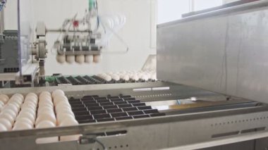 Taze yumurta tavuk kümesindeki sıralama makine